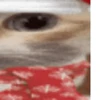 🤩 Эмодзи «Random4ik Christmas» для Telegram
