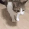 🐱 Эмодзи «🐱 Random emoji pack» для Telegram
