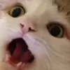 😱 Эмодзи «🐱 Random emoji pack» для Telegram
