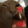 🥤 Эмодзи «🐱 Random emoji pack» для Telegram