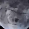 🦭 Эмодзи «🐱 Random emoji pack» для Telegram