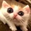 🐱 Эмодзи «🐱 Random emoji pack» для Telegram