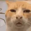 🐱 Эмодзи «🐱 Random emoji pack» для Telegram