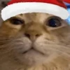 🐱 Эмодзи «Randomoji -» для Telegram