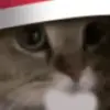 🐱 Эмодзи «Randomoji -» для Telegram