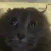🐈‍⬛ Эмодзи «🎃 Анимированные рандом эмодзи» для Telegram