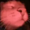 🐈 Эмодзи «🎃 Анимированные рандом эмодзи» для Telegram