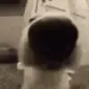 🐶 Эмодзи «🎃 Анимированные рандом эмодзи» для Telegram