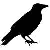 🐦‍⬛ Эмодзи «Raven» для Telegram