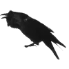 🐦‍⬛ Эмодзи «Raven» для Telegram