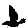 🐦‍⬛ Эмодзи «Raven» для Telegram