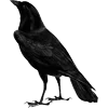 🐦‍⬛ Эмодзи «Raven» для Telegram