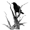🐦‍⬛ Эмодзи «Raven» для Telegram
