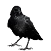 🐦‍⬛ Эмодзи «Raven» для Telegram