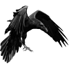 🐦‍⬛ Эмодзи «Raven» для Telegram