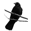 🐦‍⬛ Эмодзи «Raven» для Telegram