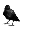 🐦‍⬛ Эмодзи «Raven» для Telegram