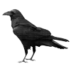 🐦‍⬛ Эмодзи «Raven» для Telegram