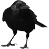 🐦‍⬛ Эмодзи «Raven» для Telegram
