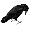 🐦‍⬛ Эмодзи «Raven» для Telegram