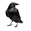 🐦‍⬛ Эмодзи «Raven» для Telegram