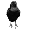 🐦‍⬛ Эмодзи «Raven» для Telegram