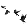 🐦‍⬛ Эмодзи «Raven» для Telegram