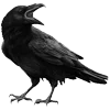 🐦‍⬛ Эмодзи «Raven» для Telegram