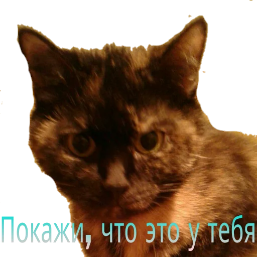 Стикерпак Кошка разговора для Telegram — скачать