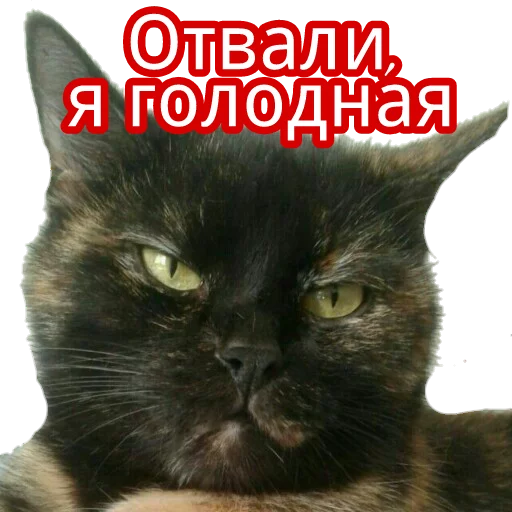 😖 Стикер «Кошка разговора» для Telegram