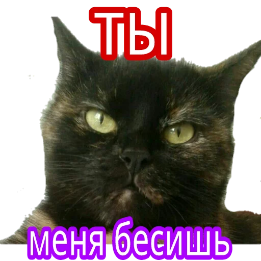 😡 Стикер «Кошка разговора» для Telegram