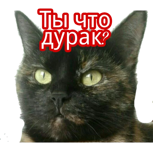 😟 Стикер «Кошка разговора» для Telegram