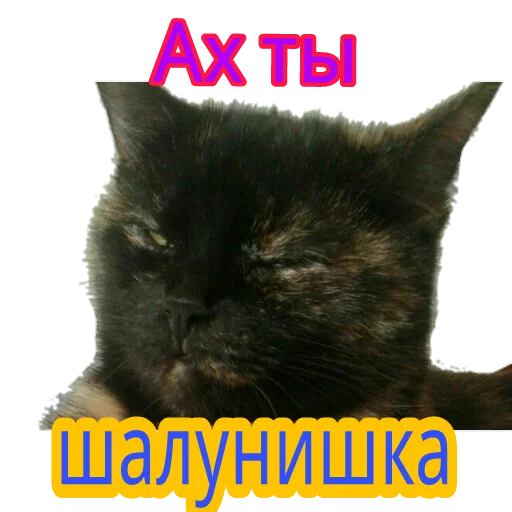 😏 Стикер «Кошка разговора» для Telegram
