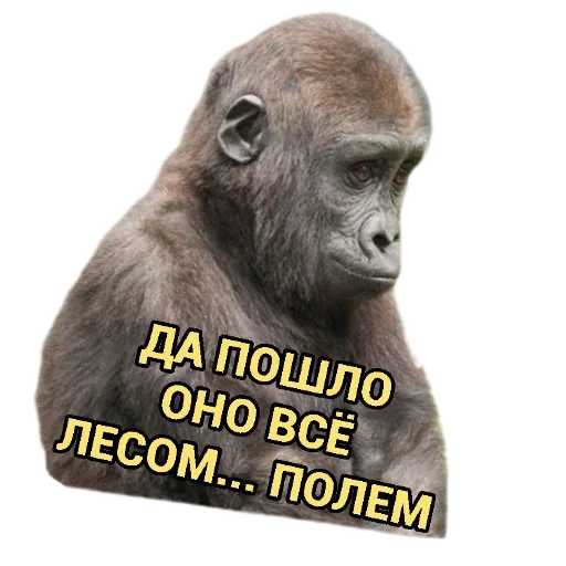🐱 Стикер «Разное19» для Telegram