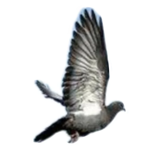 🕊 Стикер «Разное9» для Telegram