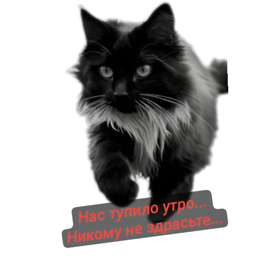 🐱 Стикер «Разное9» для Telegram