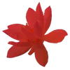 💋 Эмодзи «Red Pack» для Telegram
