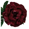 🥀 Эмодзи «Red Flowers» для Telegram