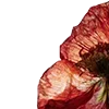 🥀 Эмодзи «Red Flowers» для Telegram