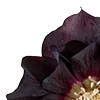 🥀 Эмодзи «Red Flowers» для Telegram