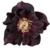 🥀 Эмодзи «Red Flowers» для Telegram