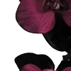 🥀 Эмодзи «Red Flowers» для Telegram