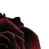 🥀 Эмодзи «Red Flowers» для Telegram