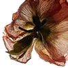 🥀 Эмодзи «Red Flowers» для Telegram