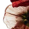 🥀 Эмодзи «Red Flowers» для Telegram