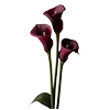 🥀 Эмодзи «Red Flowers» для Telegram