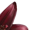 🥀 Эмодзи «Red Flowers» для Telegram