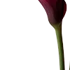🥀 Эмодзи «Red Flowers» для Telegram