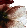 🥀 Эмодзи «Red Flowers» для Telegram