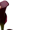 🥀 Эмодзи «Red Flowers» для Telegram